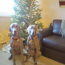 Photo for Looking For A Dog Walker For 1 Dog In Bristol