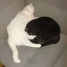 Seeker profile avatar for Looking For A Pet Sitter For 2 Cats In Bothell