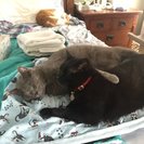 Profile image of Susan D.