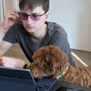 Seeker profile avatar for Looking For A Pet Sitter For 1 Dog In Chicago