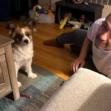 Photo for Looking For A Pet Sitter For 1 Dog - Newington family needs a pa...