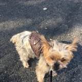 Photo for Flexible House Cleaner/Babysit/Laundry/Errands/Random Help - Bus...