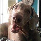 Photo for Reliable Babysitter Needed On Interim Basis :) - We need a nanny...