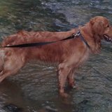 Photo for Looking For A Swimming Instrucor In Maryland Or Northern Virgini...