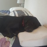 Photo for Regular Babysitter Needed For 2 Children In Greensboro. - We are...