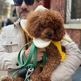 Photo for Looking For A Study Skills, English, Math Tutor In Brooklyn. - B...