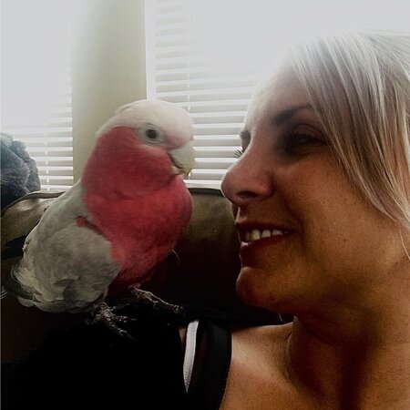 Sitter Needed For 2 Birds In Auburn Hills