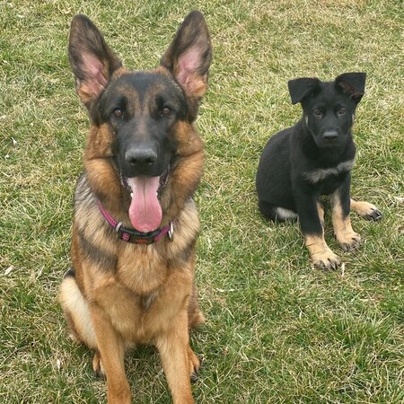 Companion Care/Helper