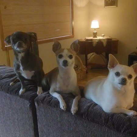 Sitter Needed For 3 Dogs In Fargo
