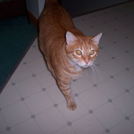 Looking For A Pet Sitter For 7 Farm Animals, 2 Dogs In Amesbury