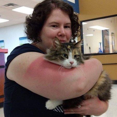 Looking For Cat Sitter For Thanksgiving Week In Louisville