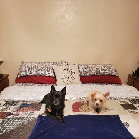 Looking For A Dependable House Cleaner