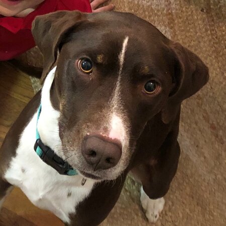 Full-Time Nanny Needed For Family In Hickory