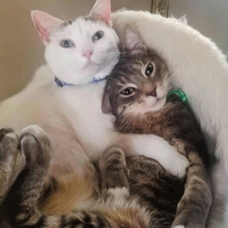 Looking For A Dependable House Cleaner For Family Living In Landenberg.