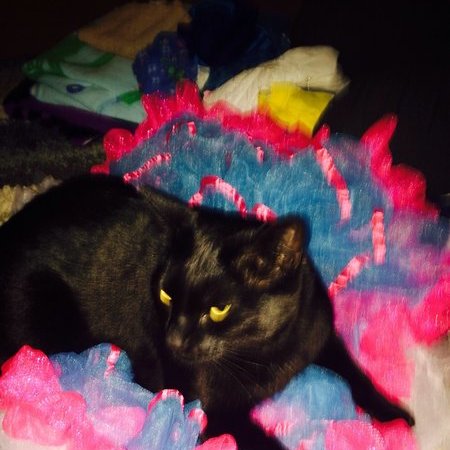 Sitter Needed For 1 Cat In Chula Vista