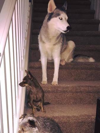 Sitter Needed For 2 Dogs In Peoria