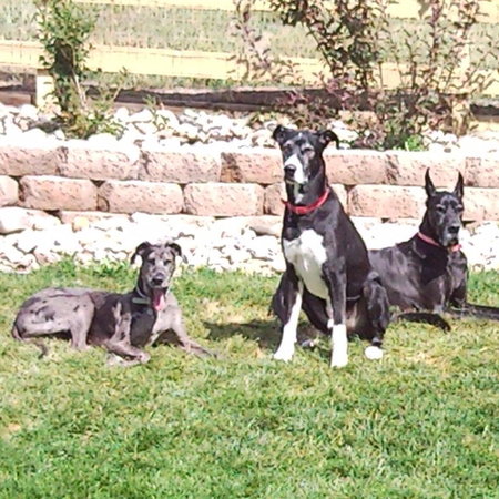 Looking For A Dependable House Cleaner For Family Living In Muscatine.