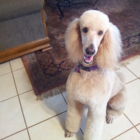 Sitter Needed For 1 Dog, 1 Cat In Bluffton