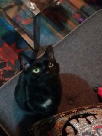 Babysitter Needed For 3 Children In Columbus, Mom Expecting #4 In December 2025.