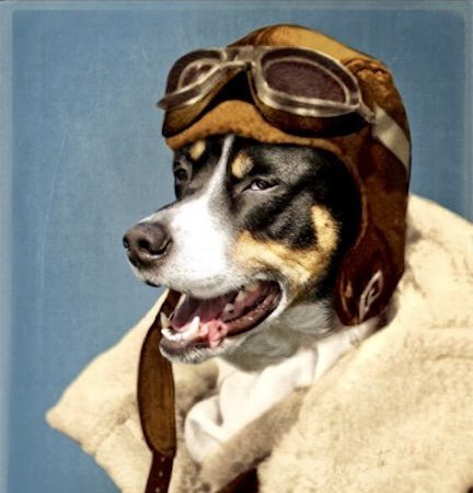 Sitter Needed For 1 Senior Diabetic Dog In Portland