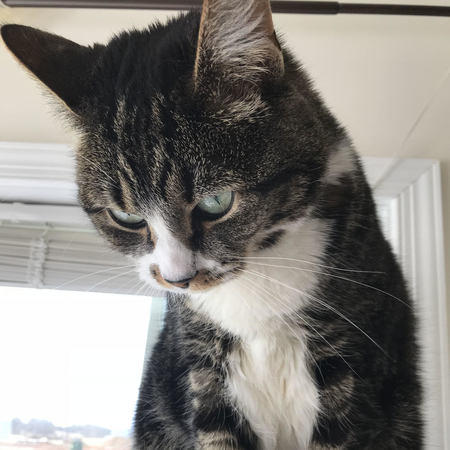 Babysitter Needed For 2 Children In Wilmington.