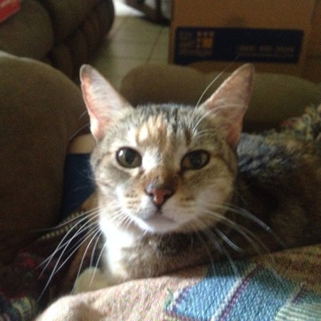 Looking For A Pet Sitter For 5 Dogs, 5 Cats In Groves