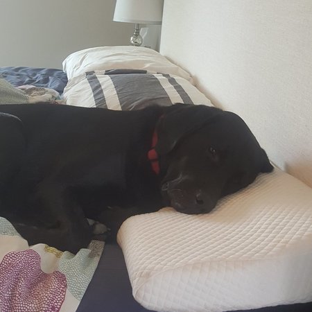 Regular Babysitter Needed For 2 Children In Greensboro.