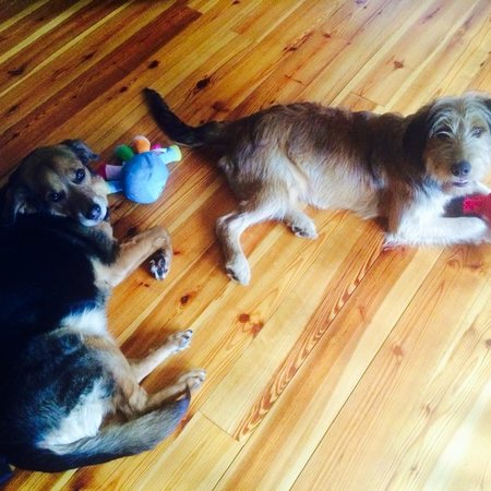 Looking For A Pet Sitter For 4 Goats, 2 Dog In Boylston