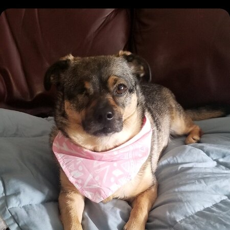 Looking For A Pet Sitter For 1 Dog In Maple Grove